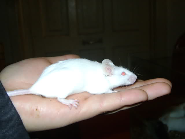 En adopcion Ratones de laboratorio Anyq1e