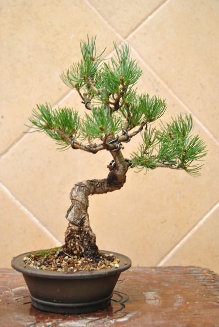 pinus pentha - Pinus Phentaphyla en apuros ... E7hwyr