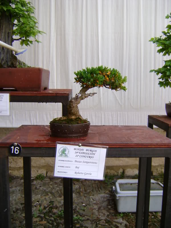 ¡¡¡¡FOTOS!!!!!!Exposición anual de bonsai en Burgos (del 29 de Mayo al 6 de Junio) Ftlria