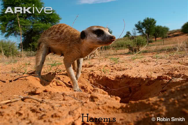 حيوان السرقاط K9ykwn