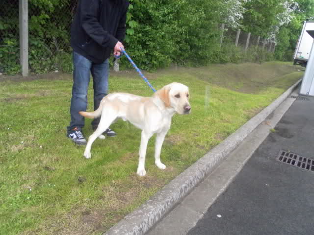 Bandit labrador mâle sable de 2 ans Adopté (51) Zwhvki