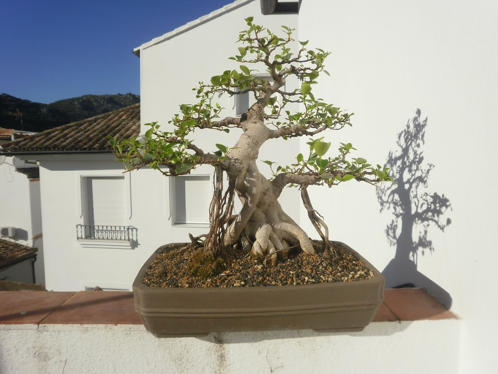 ficus - Página 3 141vau1