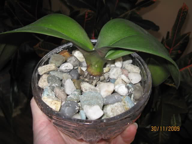 Reanimacja Phalaenopsis w żwirku/kamykach 1jp161