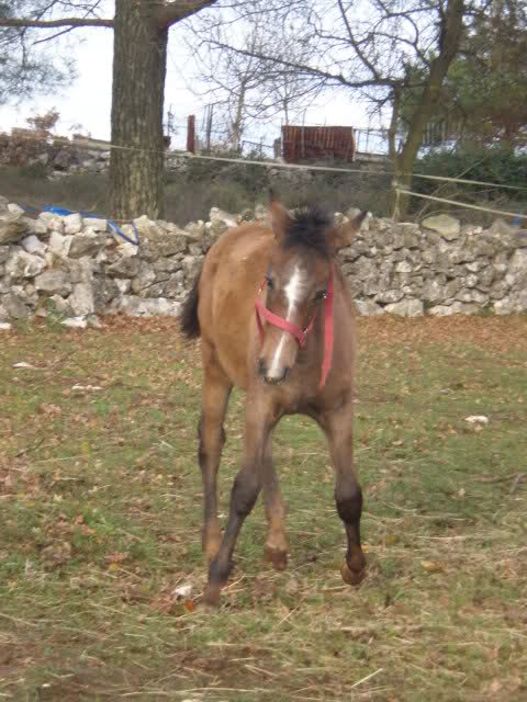 Ranch Barba Tone ili KK Manjadvorci - Page 12 2h6af50