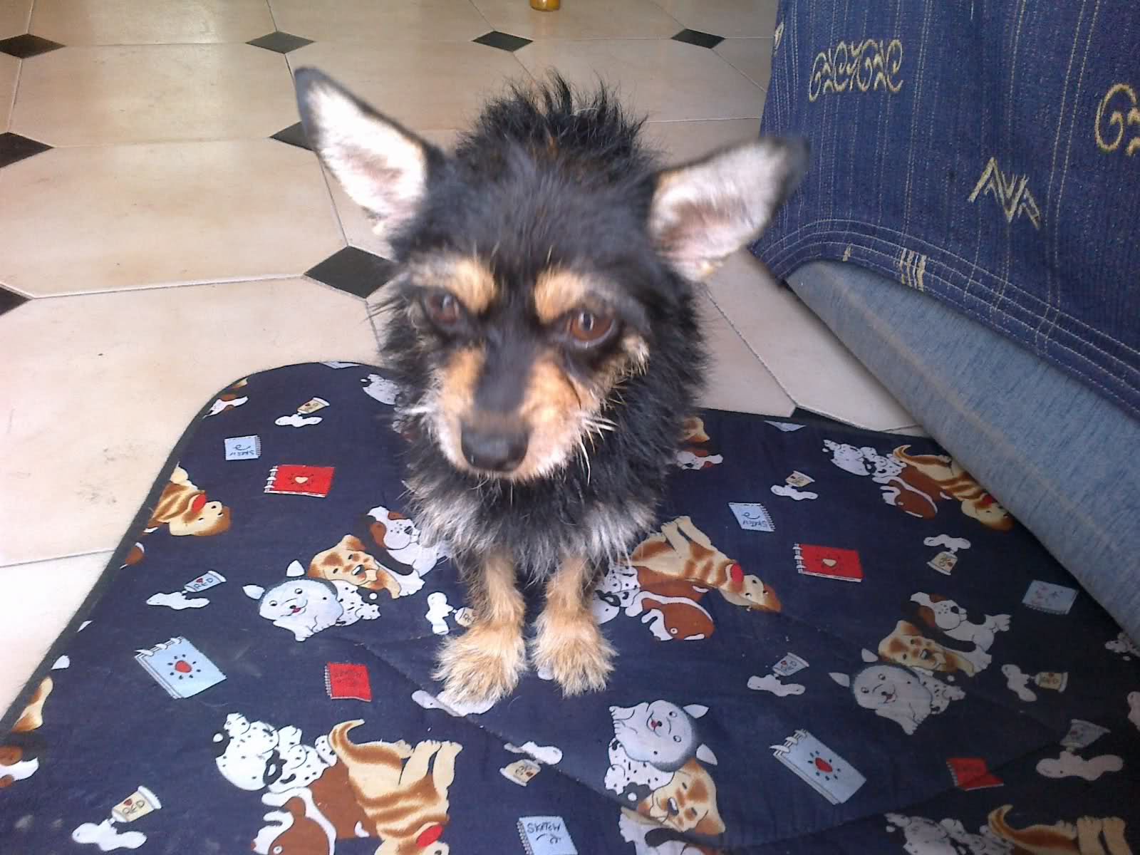 PERRITO PEQUEÑO, CRUCE YORKI CON CHIHUAHUA SEVILLA 2iay6mw