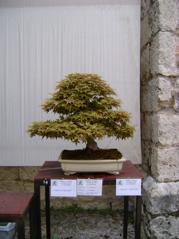 ¡¡¡¡FOTOS!!!!!!Exposición anual de bonsai en Burgos (del 29 de Mayo al 6 de Junio) 2r7luv4