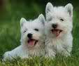 West Highland White Terrier