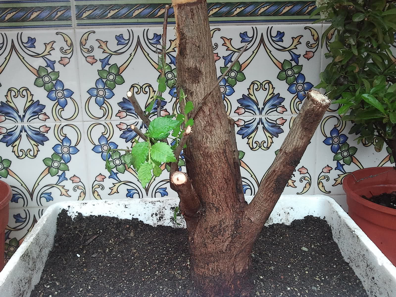 yamadori de olmo minor - Yamadori de Ulmus Carpinifolia 30v2nah