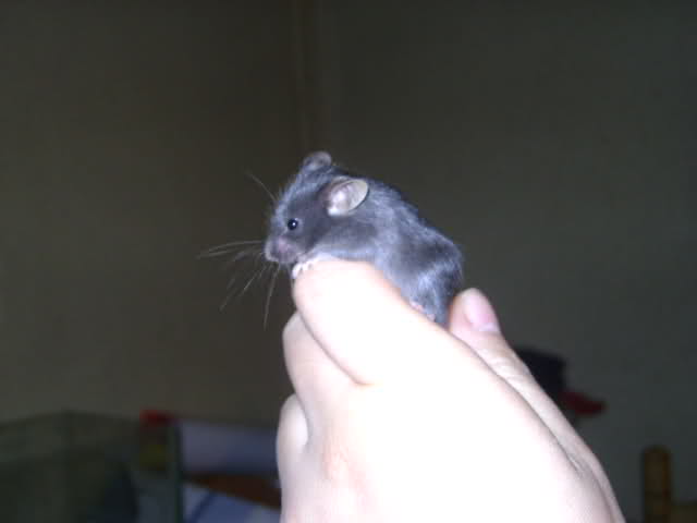 En adopcion Ratones de laboratorio 34et9af