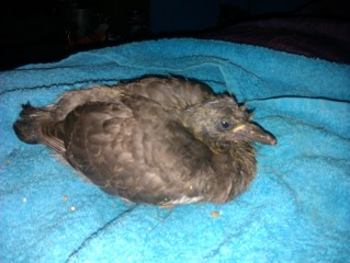 Rescued Baby Pigeon...Advice Please! *With Pics* 350v5ky