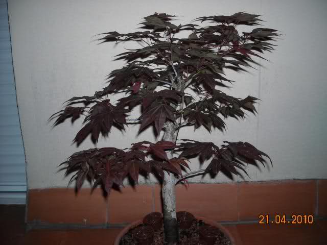 Acer atro purpureum 65qr8p