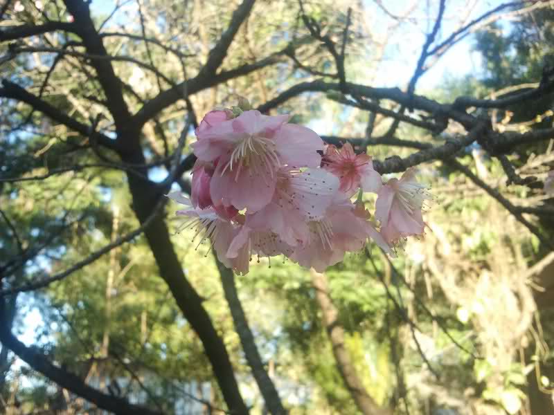 Preparando mis arbolitos: esquejes de sakura 6hkl0w