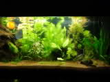 Mon premier aquarium besoin d'aide 9ht2yq