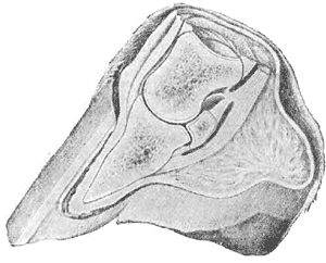 Acute laminitus in horses Flaxbl