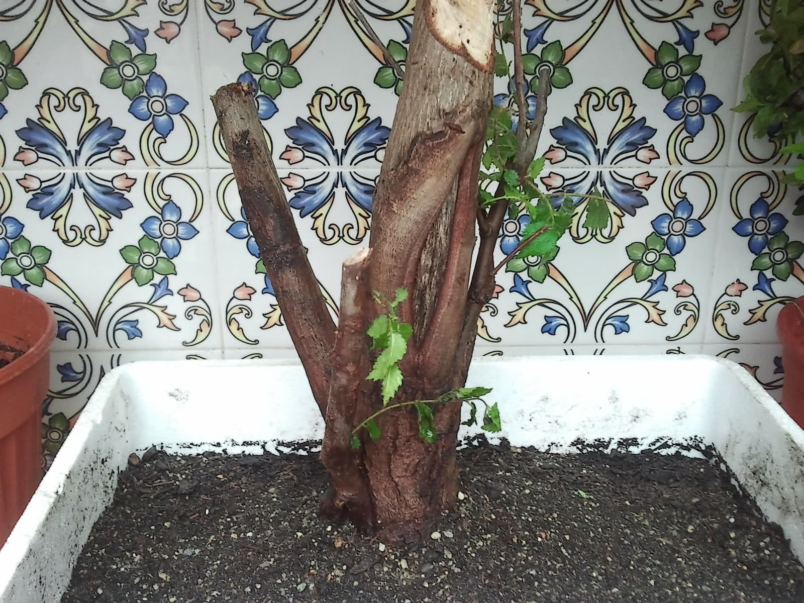 Yamadori de Ulmus Carpinifolia Io2jrm