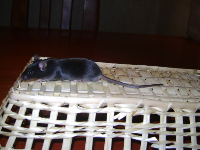 En adopcion Ratones de laboratorio Vpjofc