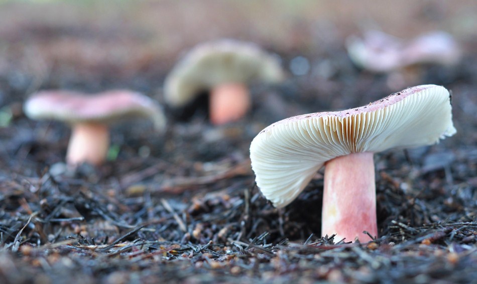 OPERACIÖN RUSSULA Wthya