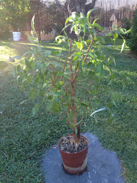 ficus - FICUS NATASHA 21jx26q