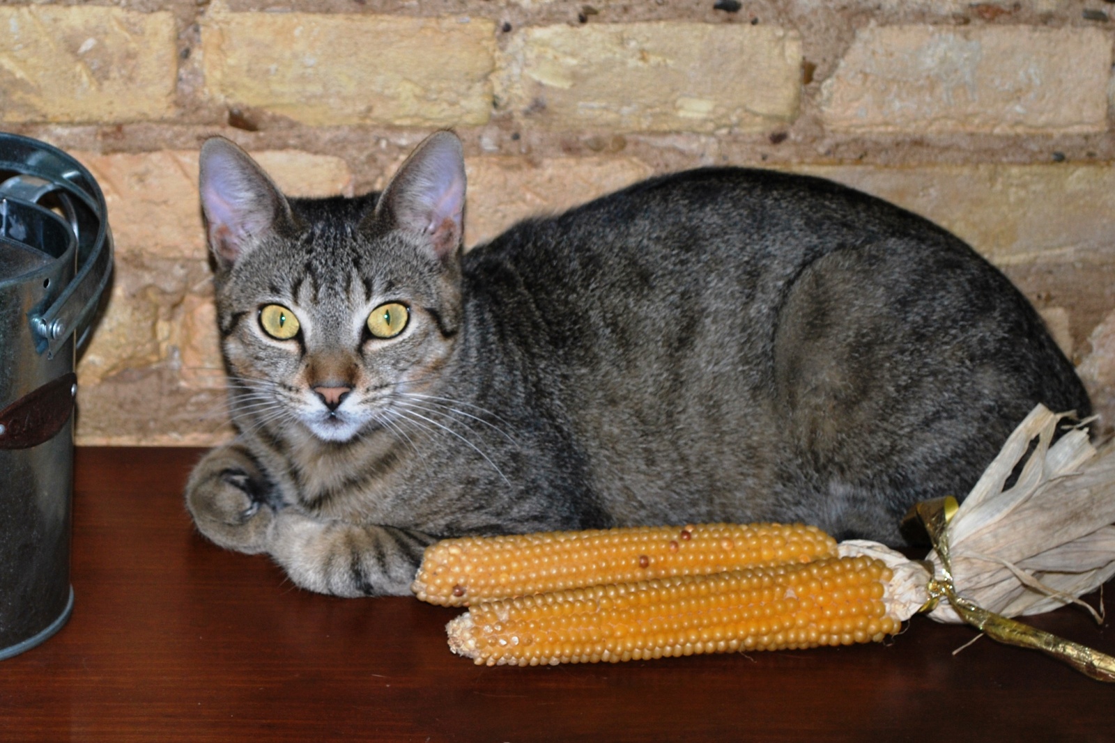  HOMENAJE  A NUESTROS  RAYAOS... EL GATO DE TOOOOODA LA VIDA 246npra