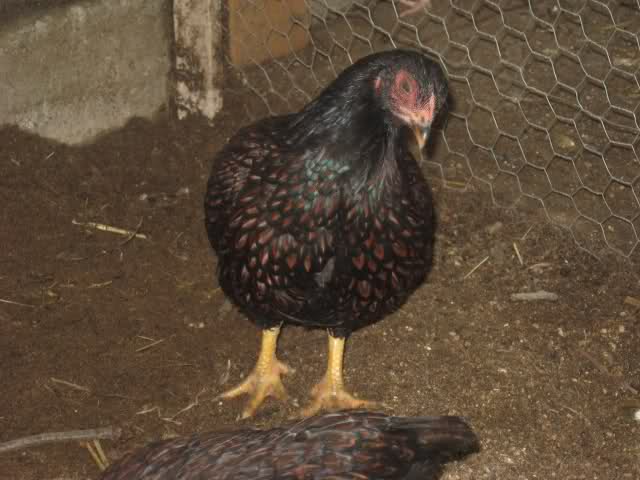 Trio de Cornish bantam 27zcfpj