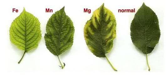 Artículo: Nutrición y deficiencias en mi Huerto 2dkbtpj