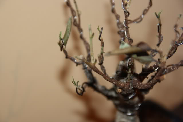 Ficus Retusa se seca tras el transplante. 2en6iq9