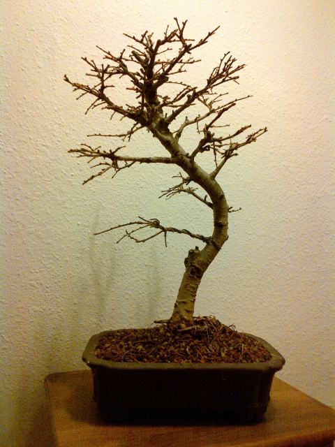 nuevo bonsai falso Alerce  2qda5oo