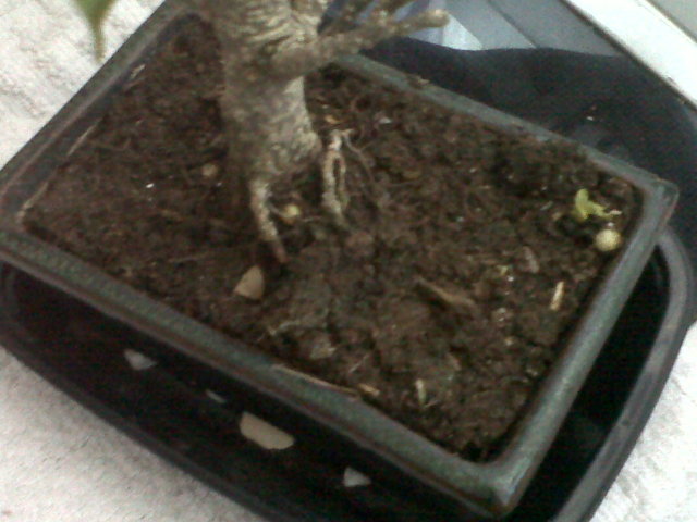 ficus - Por favor AYUDA, se me esta muriendo mi ficus!!!! 6h22he