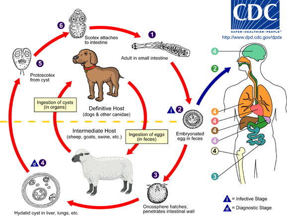 giardia canis ciclo biológico