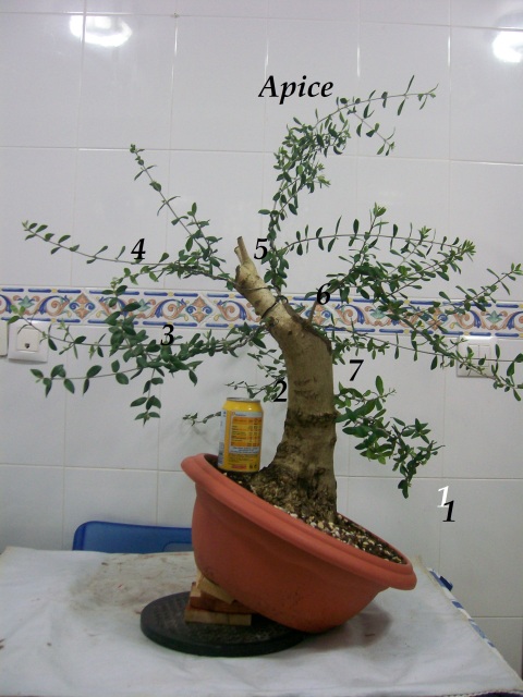 yamadori -  Evolucion Yamadori Acebuche Xcrllv