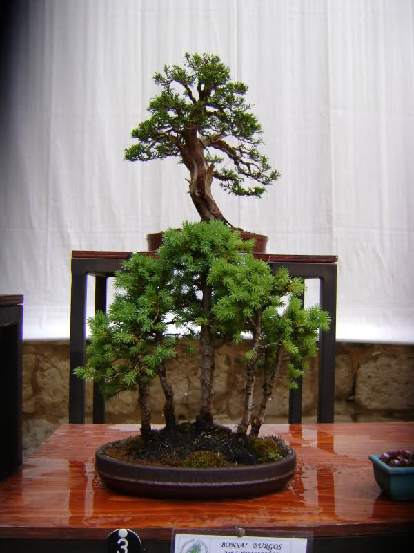 ¡¡¡¡FOTOS!!!!!!Exposición anual de bonsai en Burgos (del 29 de Mayo al 6 de Junio) Xpvj8y