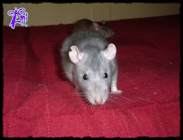 EmillyRatties 14lhgqt