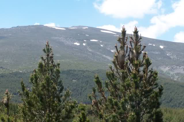 A la busca del Prunus ramburii (Endrino, en Granada espino negro, endemismo) 16h6jj5