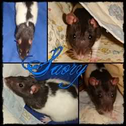 EmillyRatties 25s27t5