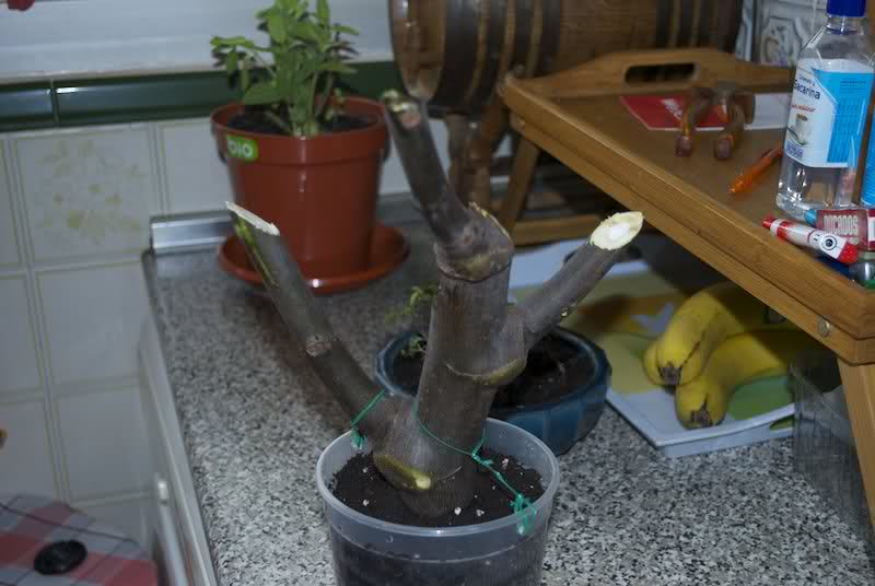 esqueje de ficus carica. 2iqhla9