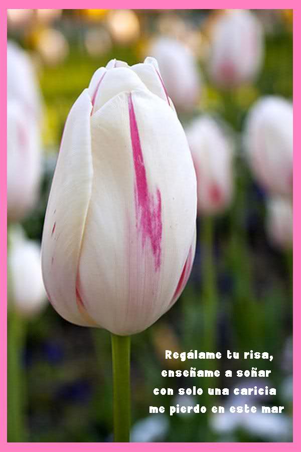 ¡¡¡¡Un tulipan para ti cada dia!!! 33xhssx
