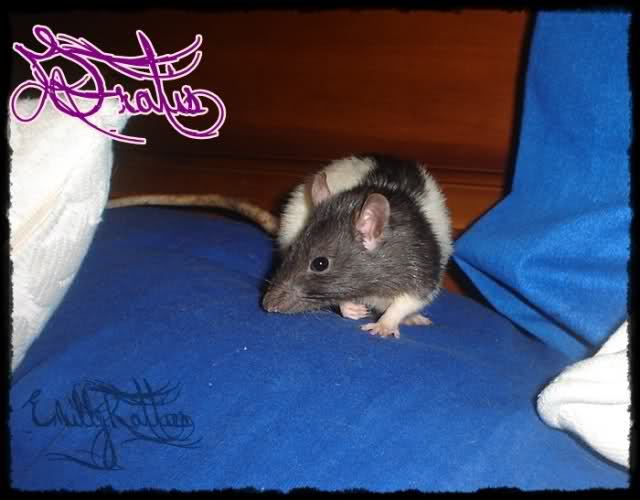 EmillyRatties N6we14