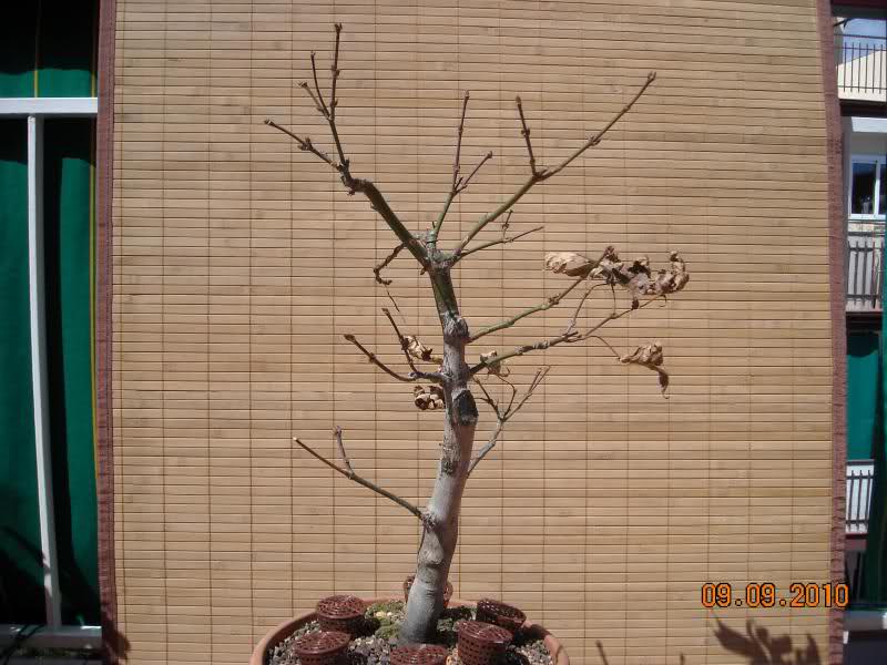 Acer atro purpureum Nzq3xi