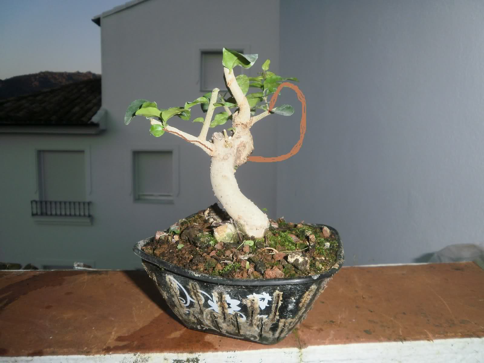 ficus 14ah476