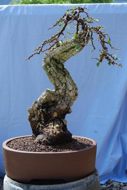 MIS YAMADORI....CON EL PASO DEL TIEMPO 2lvehqe