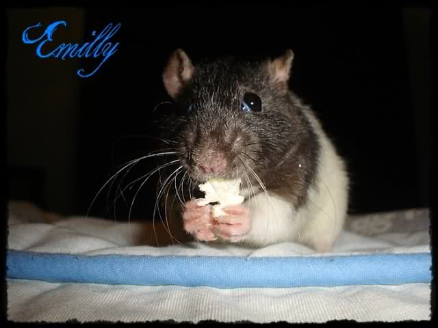 EmillyRatties Fod6p5