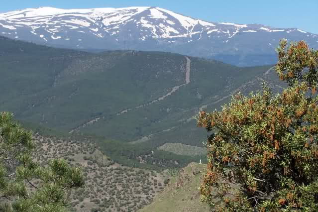 A la busca del Prunus ramburii (Endrino, en Granada espino negro, endemismo) Ou8hlk