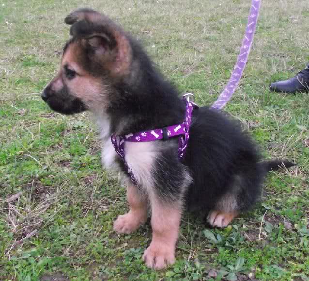 ADOPTADO  - Yako cruce Pastor Alemán 4 meses ASPACAN Laredo V62aep