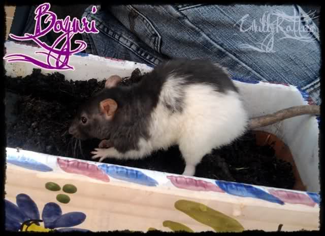 EmillyRatties 286qqzp