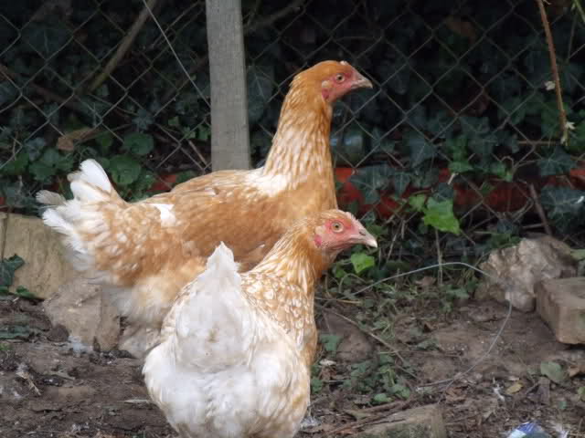 Poules qui se déplument 2emn28p