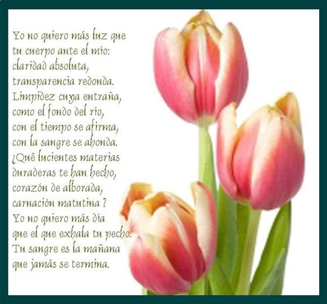 ¡¡¡¡Un tulipan para ti cada dia!!! 2n0sef4