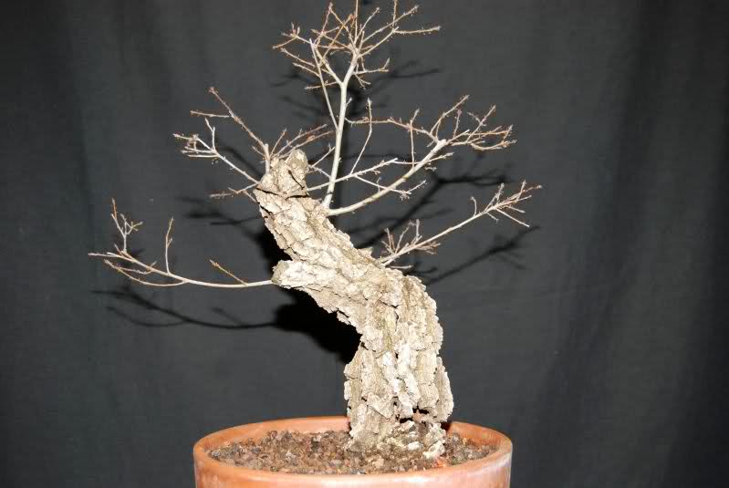 MIS YAMADORI....CON EL PASO DEL TIEMPO - Página 9 Ermww5