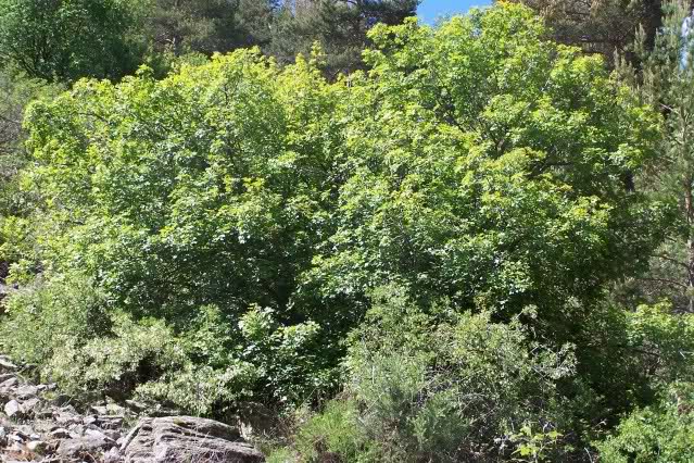 A la busca del Prunus ramburii (Endrino, en Granada espino negro, endemismo) 143qo86