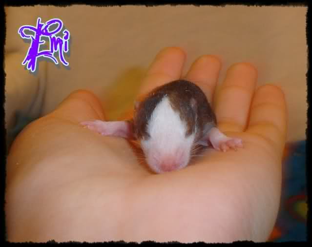 EmillyRatties 161c9w7