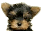 Foro Yorkie Family - Yorkshire Terrier - Portal 2ni0keo